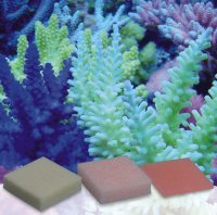 Korallenzucht - Automatic Elements Eisen Konzentrat   5...