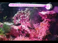 Tunze LED eco chic refugium (8831.000)