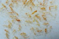 FAUNA MARIN - Ocean Plankton (Calanus) 100% natural - füssiges Planktonfutter - 100ml