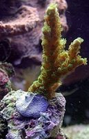 FAUNA MARIN - Coral Kit  - Schwarzer Epoxy-Korallenkleber...