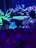 D-D JumpGuard Ersatznetz 200x110cm schwarz